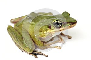 Common Southeast Asian Green Tree Frog