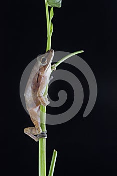 Common Southeast Asian Tree Frog - Polypedates leucomystax