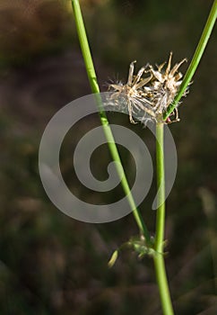 Common sow thistle dry flower