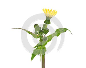 Common sowthistle isolated on white background, Sonchus oleraceus photo