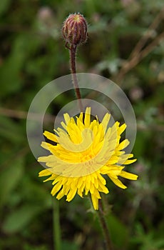 Common Sowthistle plant