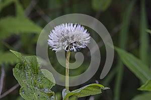 Common Sowthistle Puff Ball