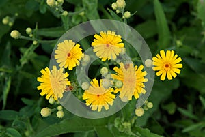 Common Sowthistle Sonchus oleraceus photo