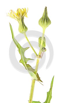 Common sowthistle Sonchus oleraceus isolated on white background. Medicinal plant