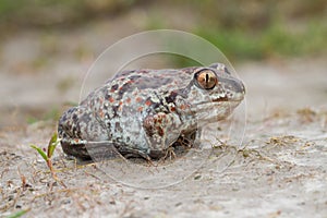 Common Spadefoot toad Pelobates fuscus