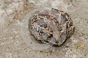 Common Spadefoot toad Pelobates fuscus on the field