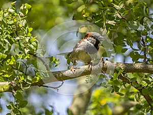 Common sparrow bird close up