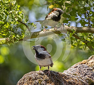 Common sparrow bird close up