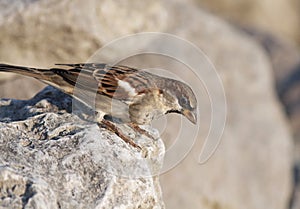 Common sparrow bird sitting on a stone