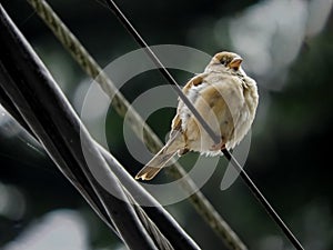 A common sparrow sitting on a wire spotted in Dharamshala, India