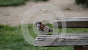 Common sparrow on wooden bench o gorrion comun sobre banco de madera