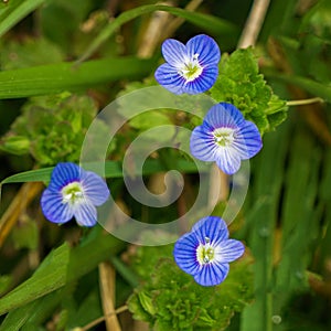 Common Speedwell â€“ Veronica officinalis