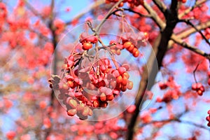 Common spindle