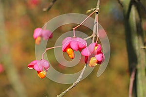 Common spindle fruit in autumn