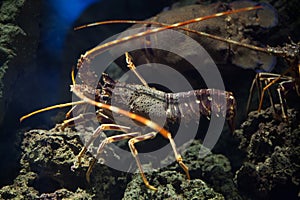 Common spiny lobster (Palinurus elephas).