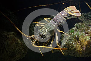 Common spiny lobster Palinurus elephas.