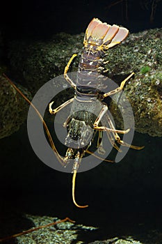 Common spiny lobster Palinurus elephas.