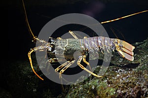 Common spiny lobster Palinurus elephas.