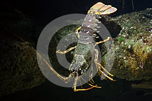 Common spiny lobster Palinurus elephas.