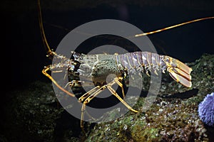 Common spiny lobster Palinurus elephas.