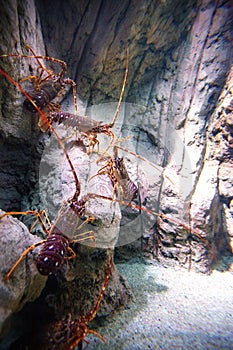 Common spiny lobster Palinurus elephas crustaceans underwater on a magenta rock