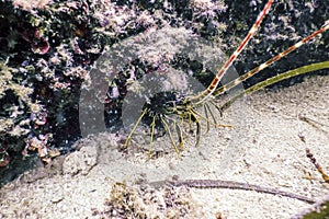 Common Spiny Lobster Palinurus elephas Mediterranean Lobster