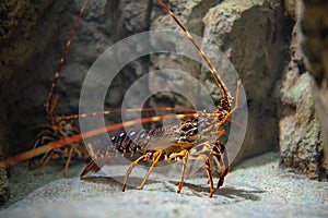 Common spiny lobster palinurus elephas underwater