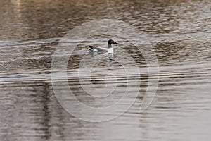 The common spoon, is a species of anseriform bird of the Anatidae family