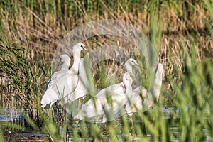 Common Spoonbill