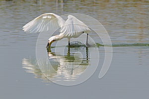 Common Spoonbill in action