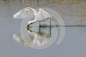 Common Spoonbill in action photo
