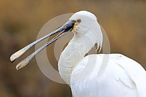 Common spoonbill
