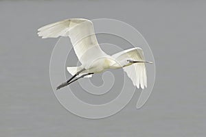 Common Spoonbill in flight - Platalea leucorodia