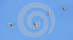 Common spoonbills in flight - Eurasian spoonbill - Platalea leucorodia - Lopatar alb