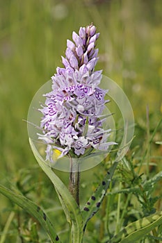 Common Spotted Orchid