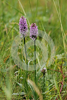 Common spotted orchid,Dactylorchis maculata photo