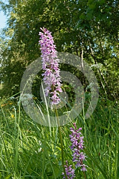 Common Spotted-orchid (Dactylorhiza fuchsii)