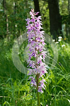 Common Spotted-orchid (Dactylorhiza fuchsii.