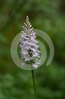 Common Spotted Orchid Dactylorhiza fuchsii