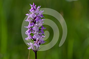Common Spotted Orchid, Dactylorhiza maculata photo