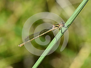 Common spreadwing Lestes sponsa female damselfly