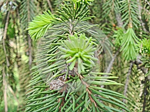 Common spruce Picea Abies. Young bright green shoots of spruce at the ends of branches