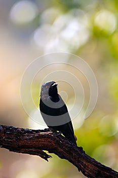 The common square-tailed drongo Dicrurus ludwigii, formerly the square-tailed drongo sitting on a thin branch at sunset with a