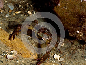 Common squat lobster, Galathea squamifera photo