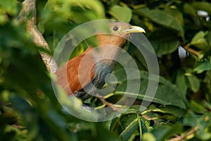 Common Squirrel-cuckoo - Piaya cayana  large cuckoo found in woods from Mexico to northern Argentina and Uruguay. Mexican squirrel