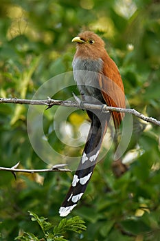 Common Squirrel-cuckoo - Piaya cayana  large cuckoo found in woods from Mexico to northern Argentina and Uruguay. Mexican squirrel