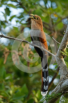 Common Squirrel-cuckoo - Piaya cayana  large cuckoo found in woods from Mexico to northern Argentina and Uruguay. Mexican squirrel photo