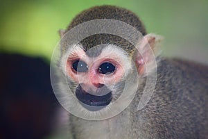 Common Squirrel Monkey