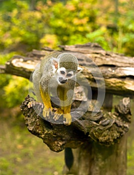 Common squirrel monkey