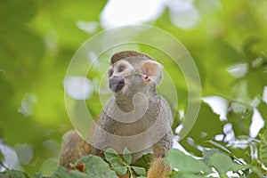 Common squirrel monkey photo